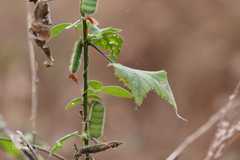 Atylosia scarabaeoides